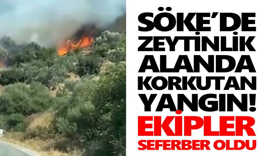 Söke’de zeytinlik alanda korkutan yangın! Ekipler seferber oldu