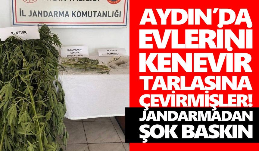 Aydın’da evlerini kenevir tarlasına çevirmişler! Jandarmadan şok baskın