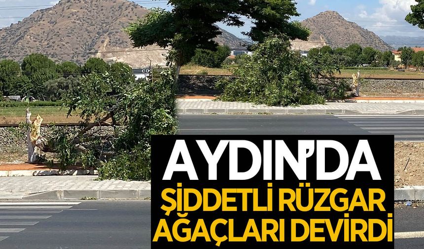 Aydın'da şiddetli rüzgar ağaçları devirdi
