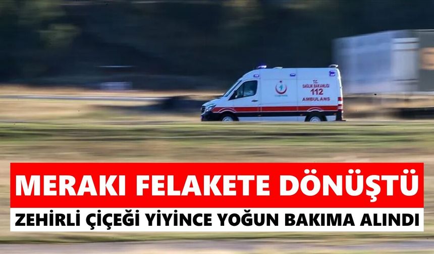 Aydın'da zakkum merakı canından ediyordu