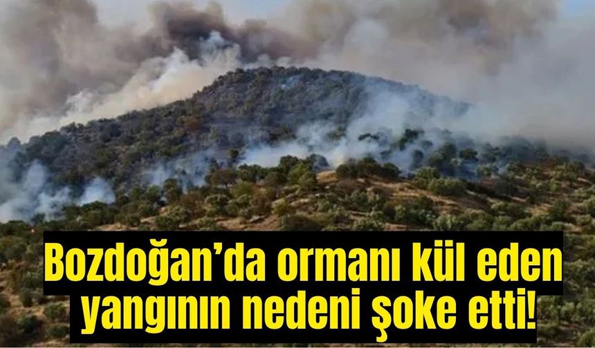 Bozdoğan'daki yangının arkasından bakın ne çıktı!