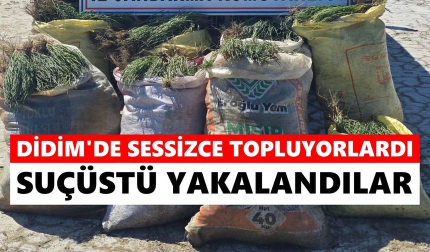 Didim'de sessizce topluyorlardı: Jandarma suçüstü yakaladı