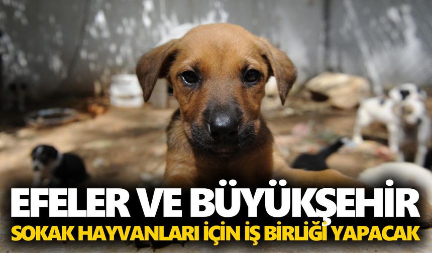 Başkan Yetişkin’e yetki verildi! Efeler ve Büyükşehir arasında protokol imzalanacak