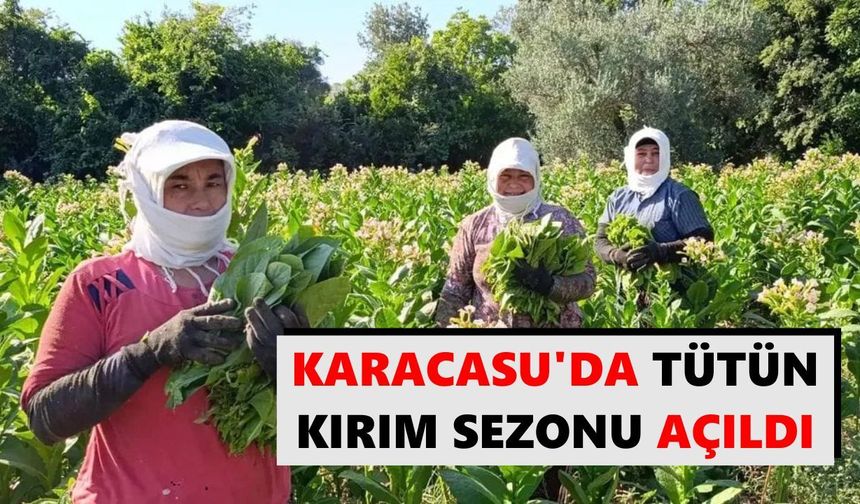 Karacasu'da tütün kırım sezonu açıldı