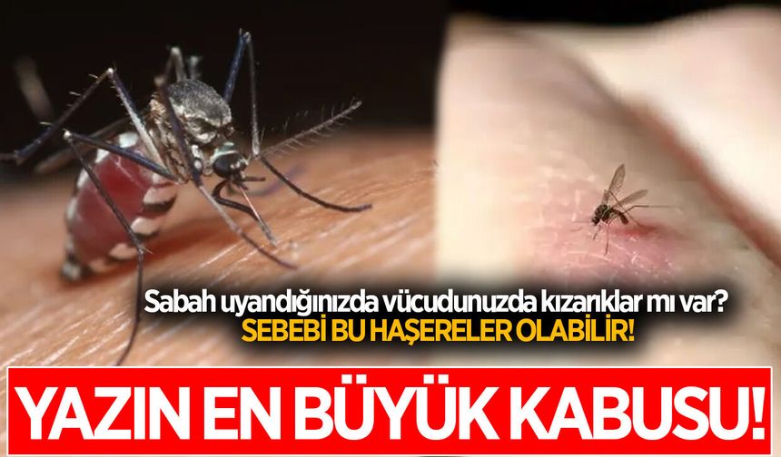 Geceleri kaşınarak mı uyanıyorsunuz? Sizi ne ısırıyor olabilir? İşte cevabı...