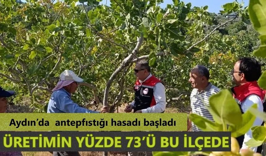 Aydın’da antepfıstığı hasadı başladı
