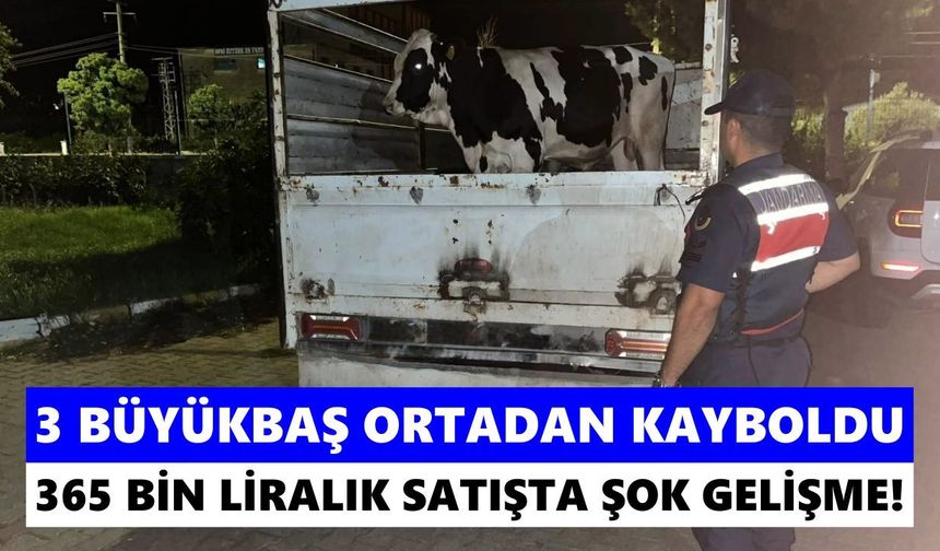 Çine’de 365 bin liralık hayvan satışı karıştı! Gerçek Nazilli’de ortaya çıktı