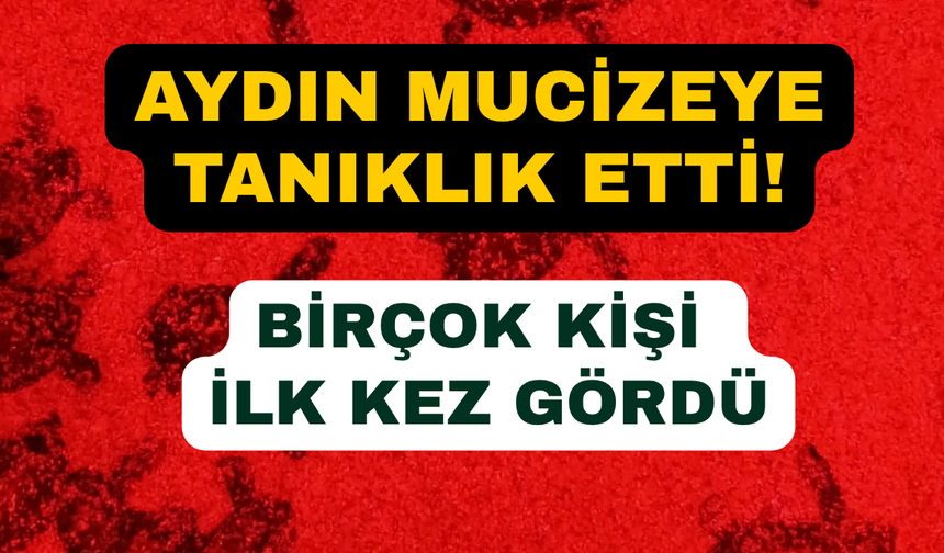 Aydın'da onlarca caretta caretta yavrusu denizle buluştu