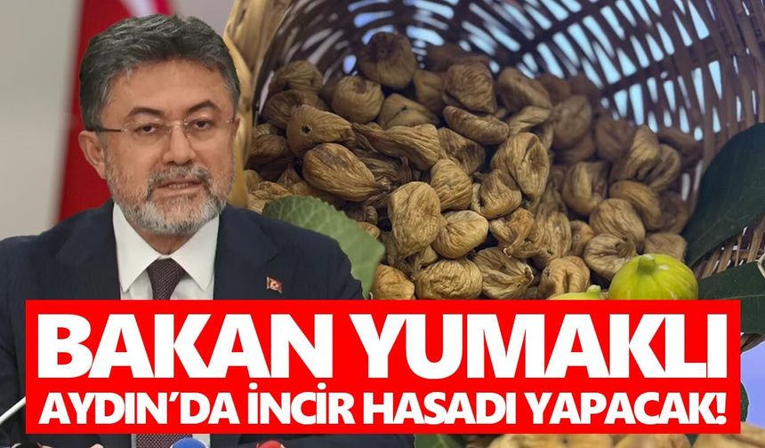 Bakan Yumaklı Aydın’da incir hasadı yapacak!