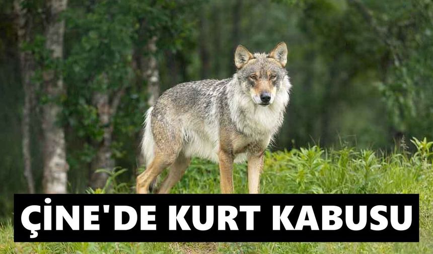 Çine’de kurt kabusu