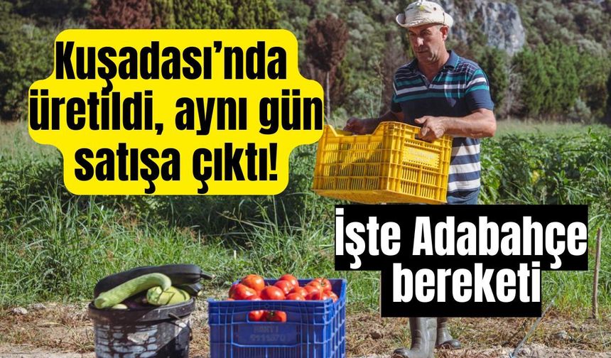 Kuşadası’nda yaz bereketi başladı! Hasat sofralara ulaşıyor