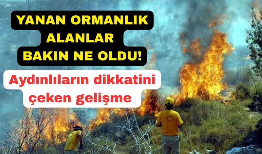 Küle dönen ormanlık alanlarda örnek çalışma