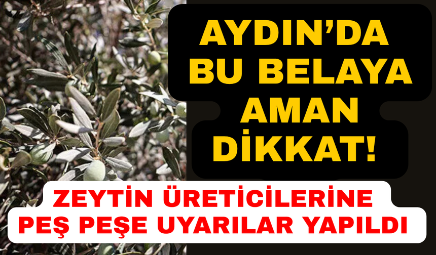 Aydın'da zeytin üreticilerine çok önemli uyarı