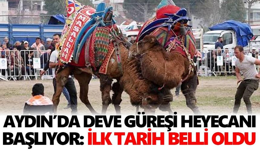 Aydın’da deve güreşi heyecanı başlıyor: İlk tarih belli oldu
