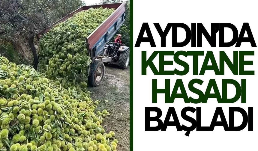 Aydın'da kestane hasadı başladı