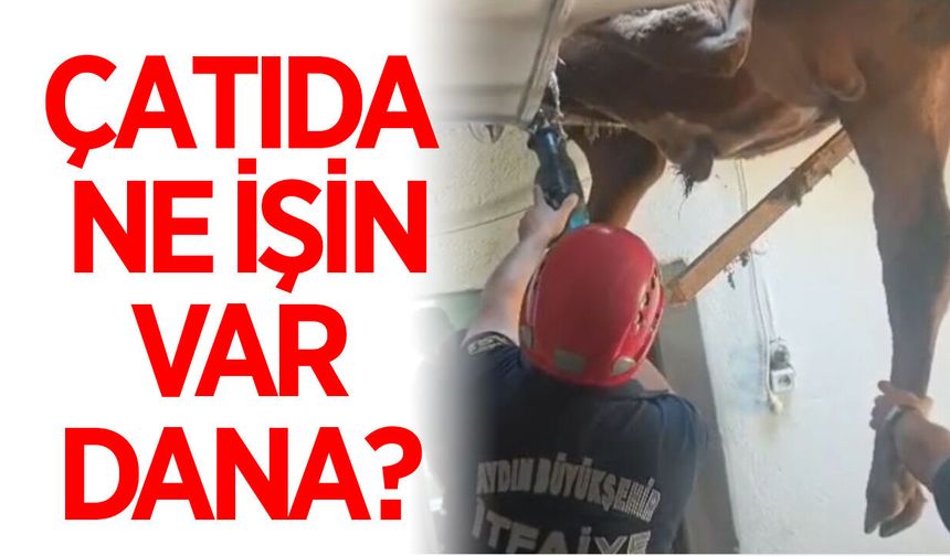 Aydın'da bu da oldu! Çatıdan evin içine dana düştü!