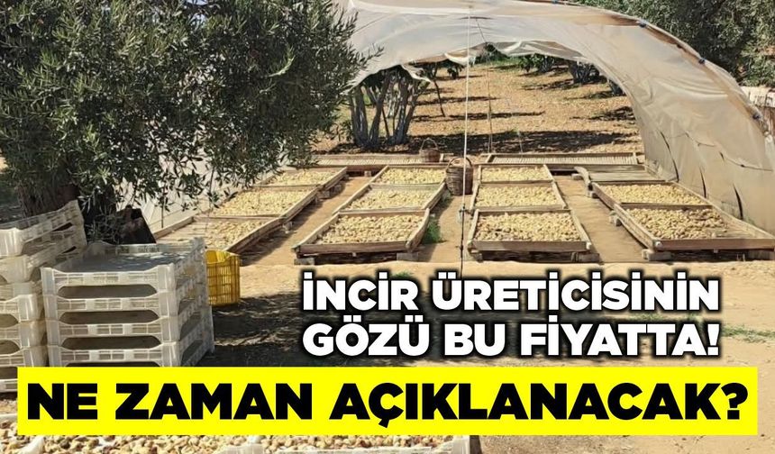 İncir üreticisinin bekleyişi sürüyor: Gözler Tariş'te!