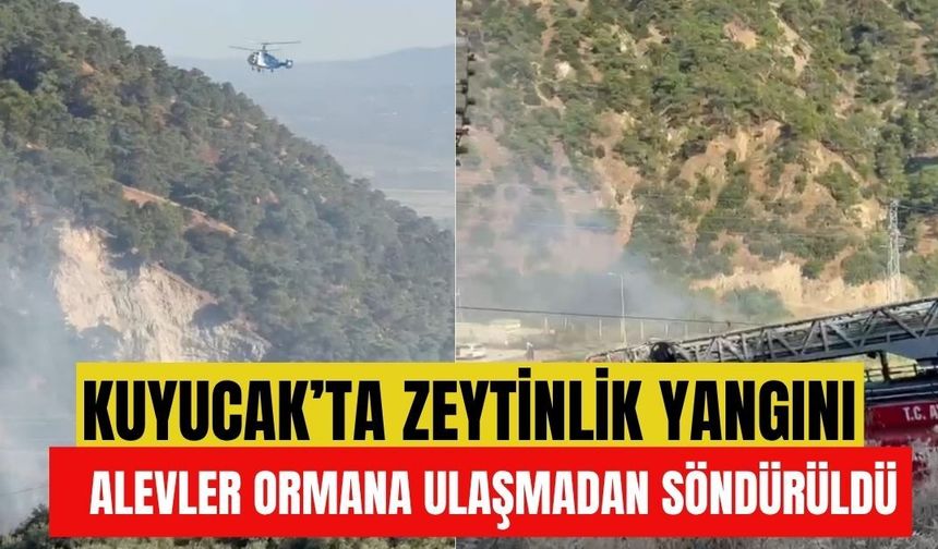 Kuyucak'ta zeytinlik yangını