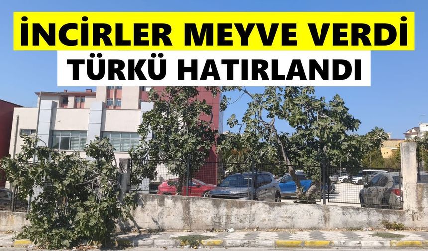 Söke’de incirler meyve verdi, hüzünlü türkü geri döndü