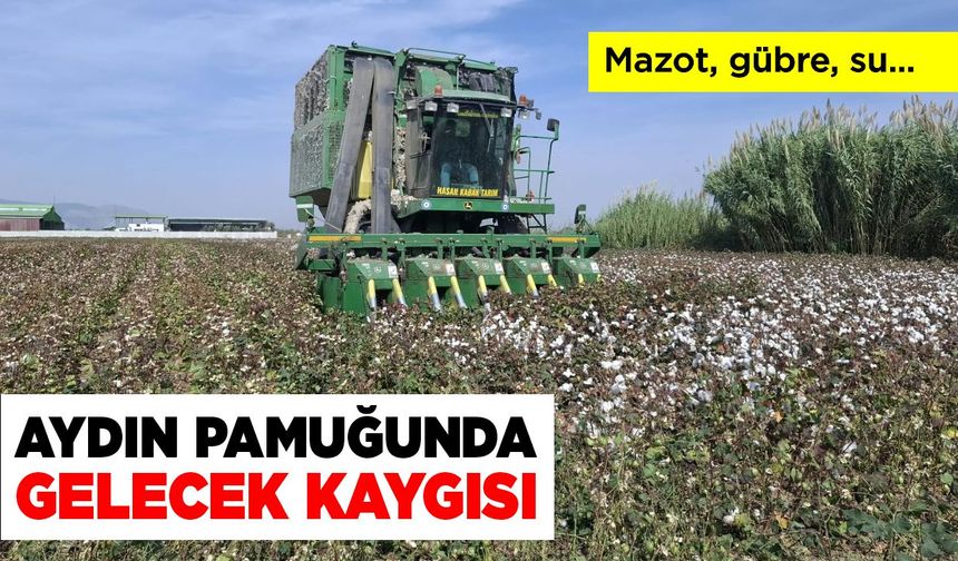 Aydın pamuğunda gelecek kaygısı