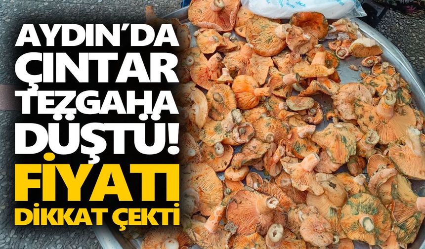 Aydın’da çıntar tezgaha düştü! Fiyatı dikkat çekti