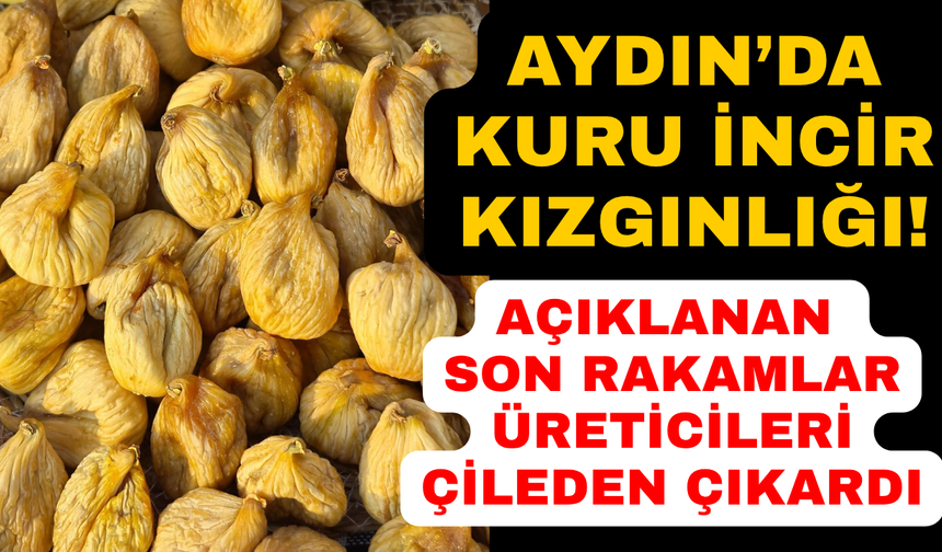 Aydın'da kuru incir üreticileri destek bekliyor
