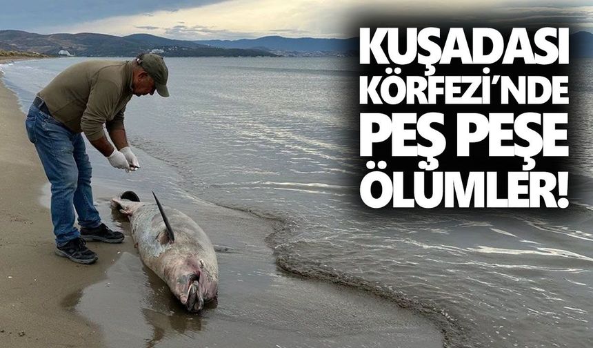 Kuşadası Körfezi’nde peş peşe ölümler!