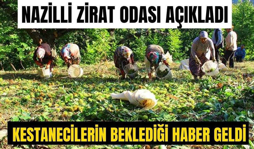 Nazilli’de kestane üreticisinin beklediği haber geldi