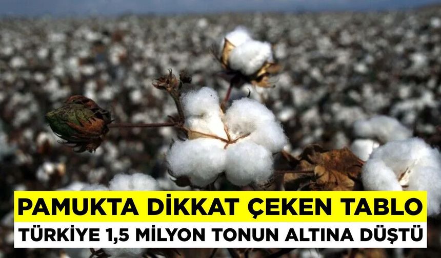Türkiye’nin pamuğunda dikkat çeken tablo: Üretim 1,5 milyon tonun altına indi