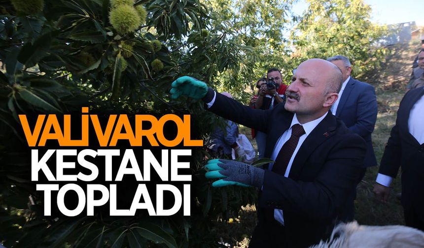 Aydın Valisi Varol, kestane hasadına katıldı