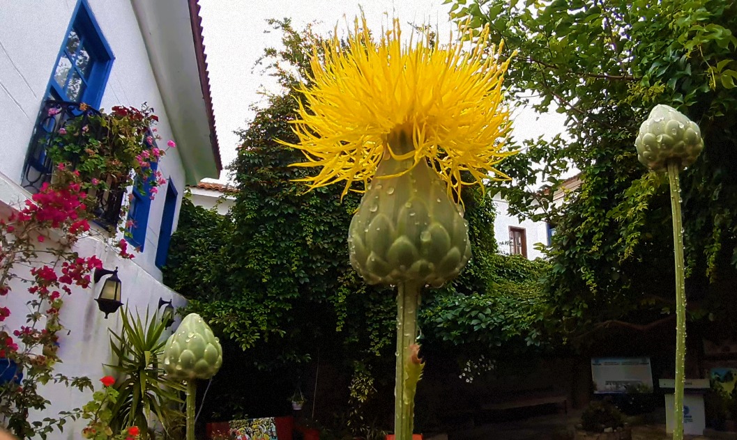 Kuşadası’nın sembol bitkisi; Tülüşah1