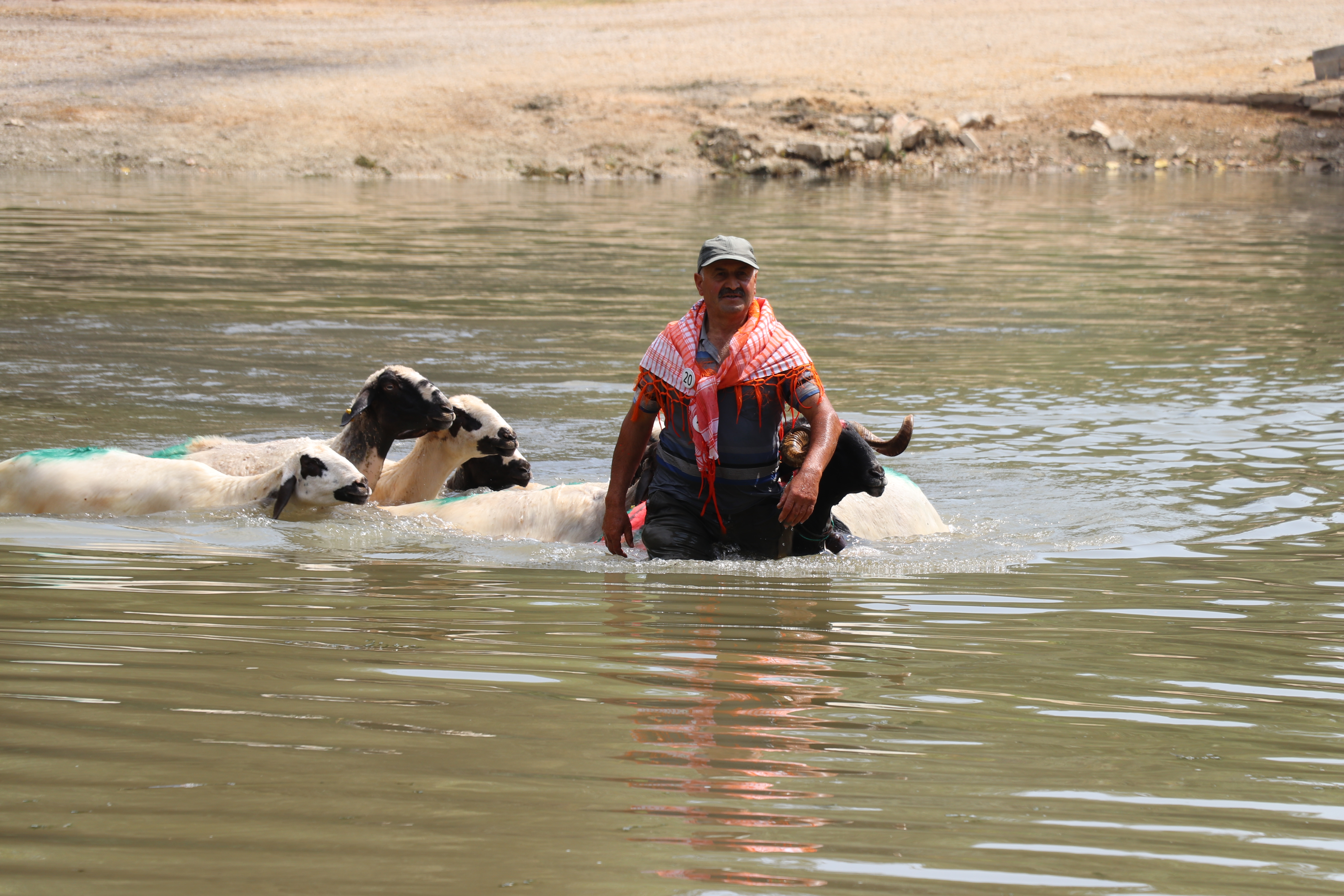 AA-20230827-32008343-32008328-DENIZLIDE_850NCI_SUDAN_KOYUN_GECIRME_YARISMASI_YAPILDI