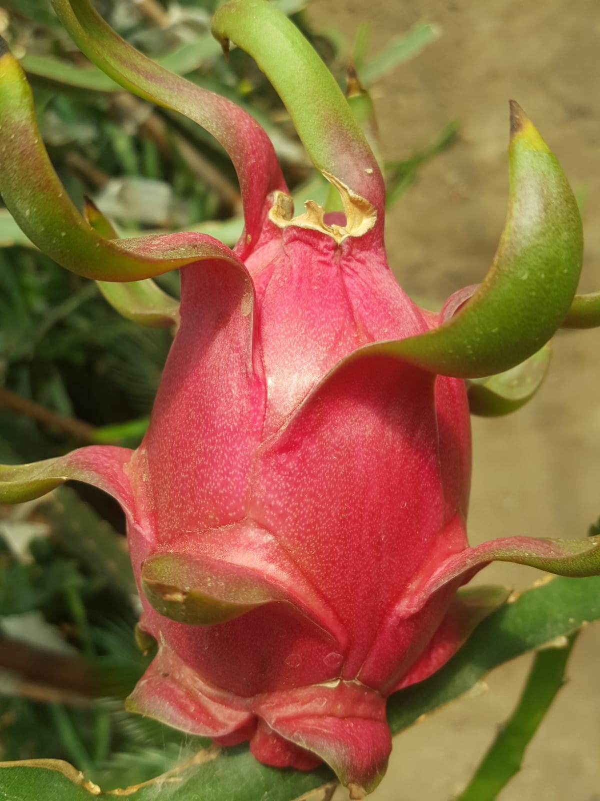 WhatsApp Image 2023-09-18 at 11.52.20