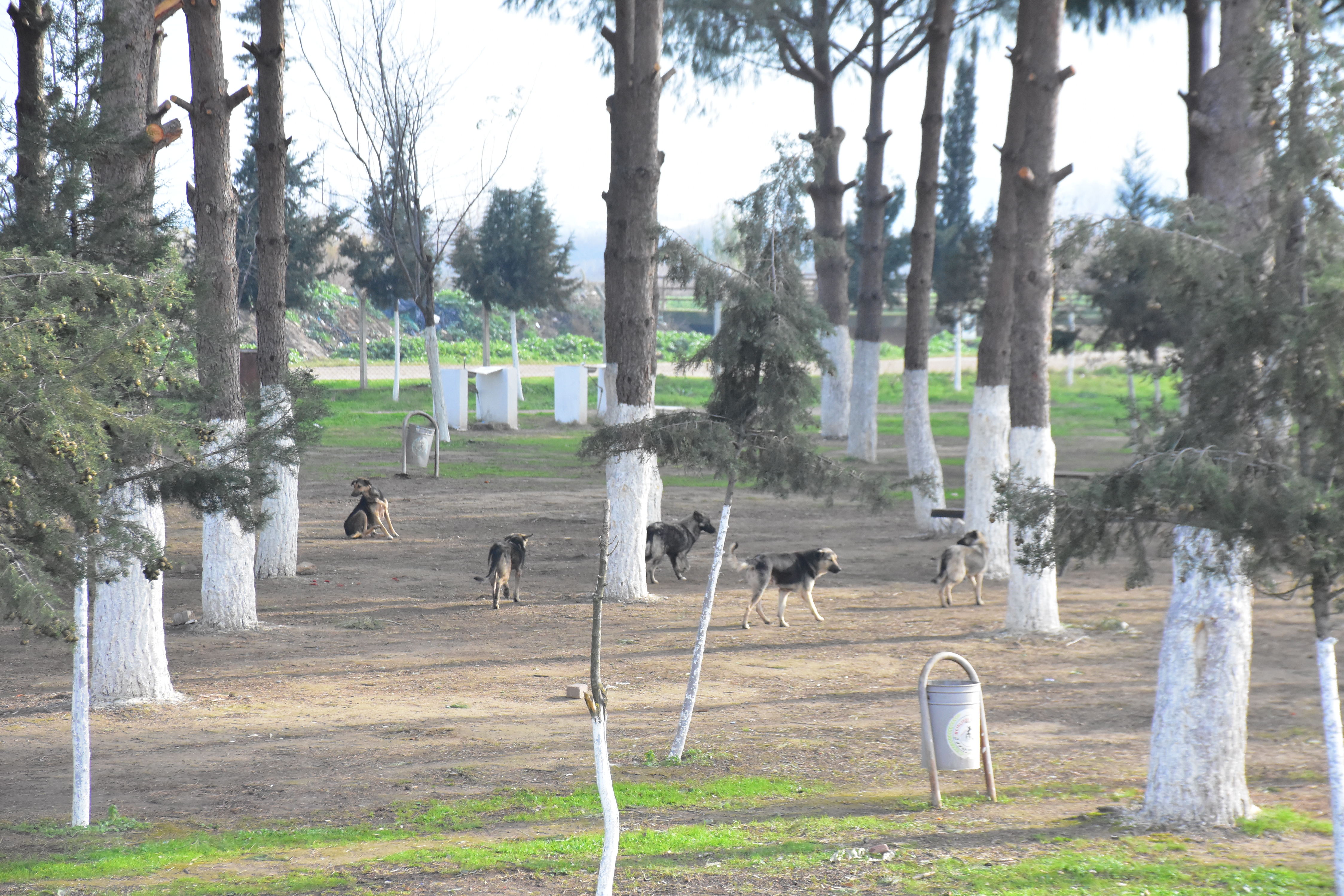 Başkan Kaya ‘İncirliova kimsenin köpek bırakma alanı değil’  (2)