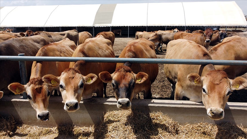 Üretici Büyükbaş