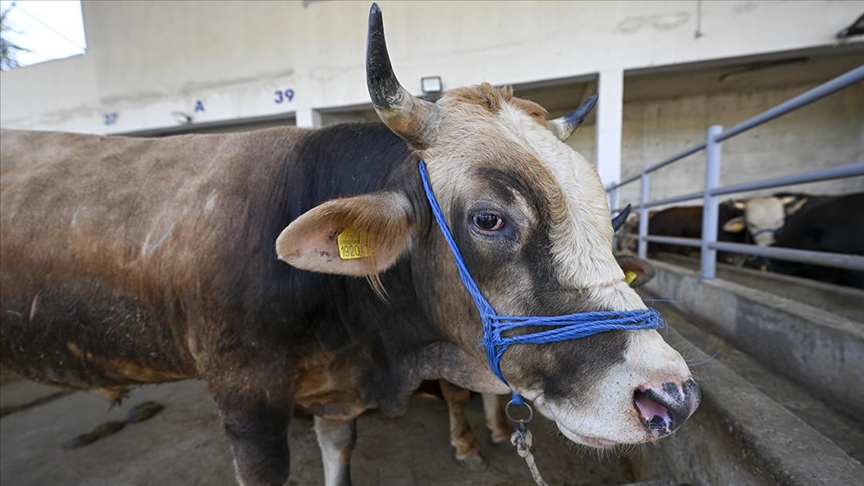 Kurban Pazarı Hareket