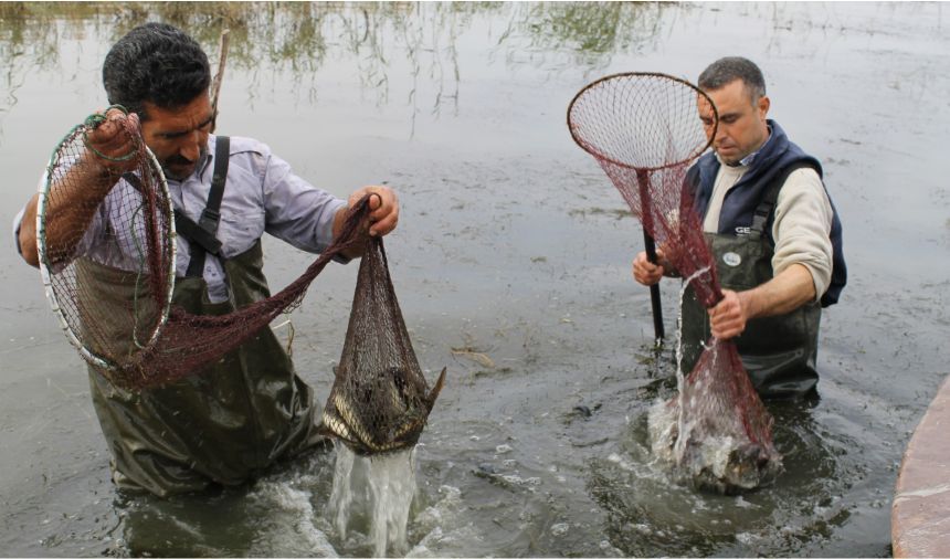 Serçin Yılan Balığı
