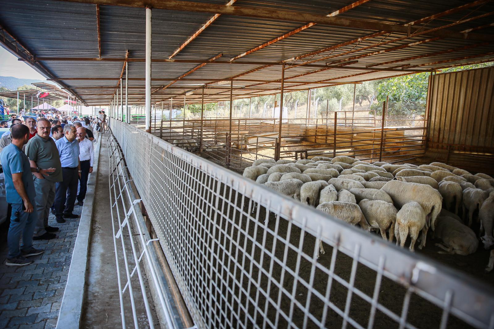 Ziraat Fakültesi’nde keçi sağım ünitesi törenle açıldı-2