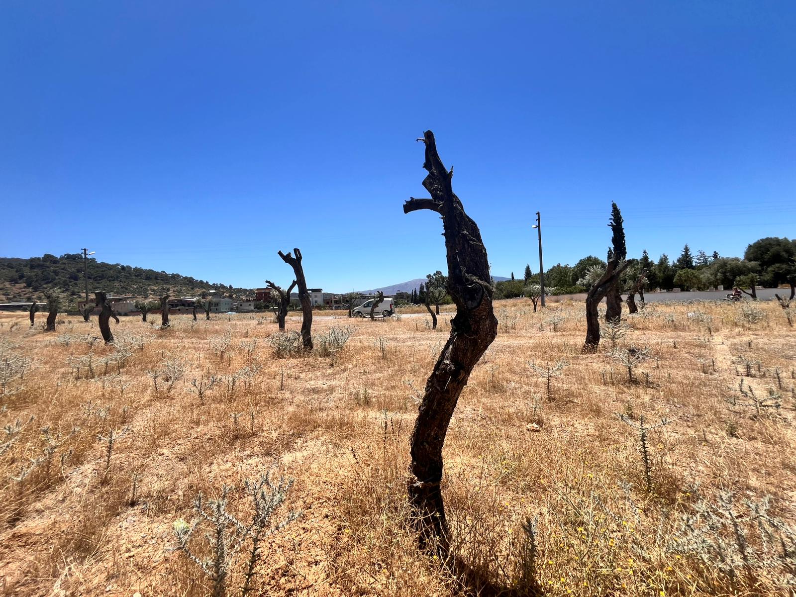 Whatsapp Image 2025 07 05 At 15.34.38 (1)