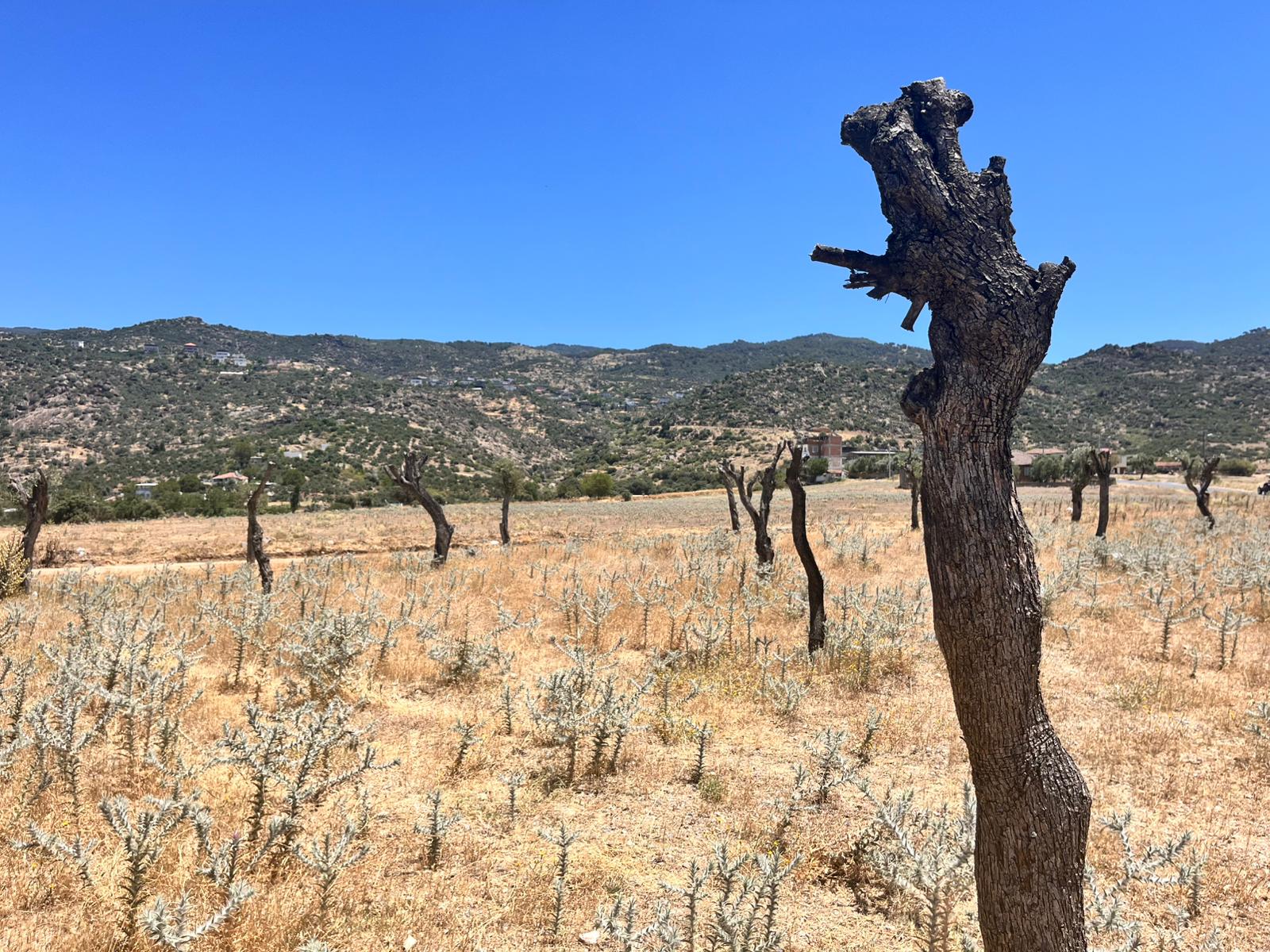 Whatsapp Image 2025 07 05 At 15.34.38