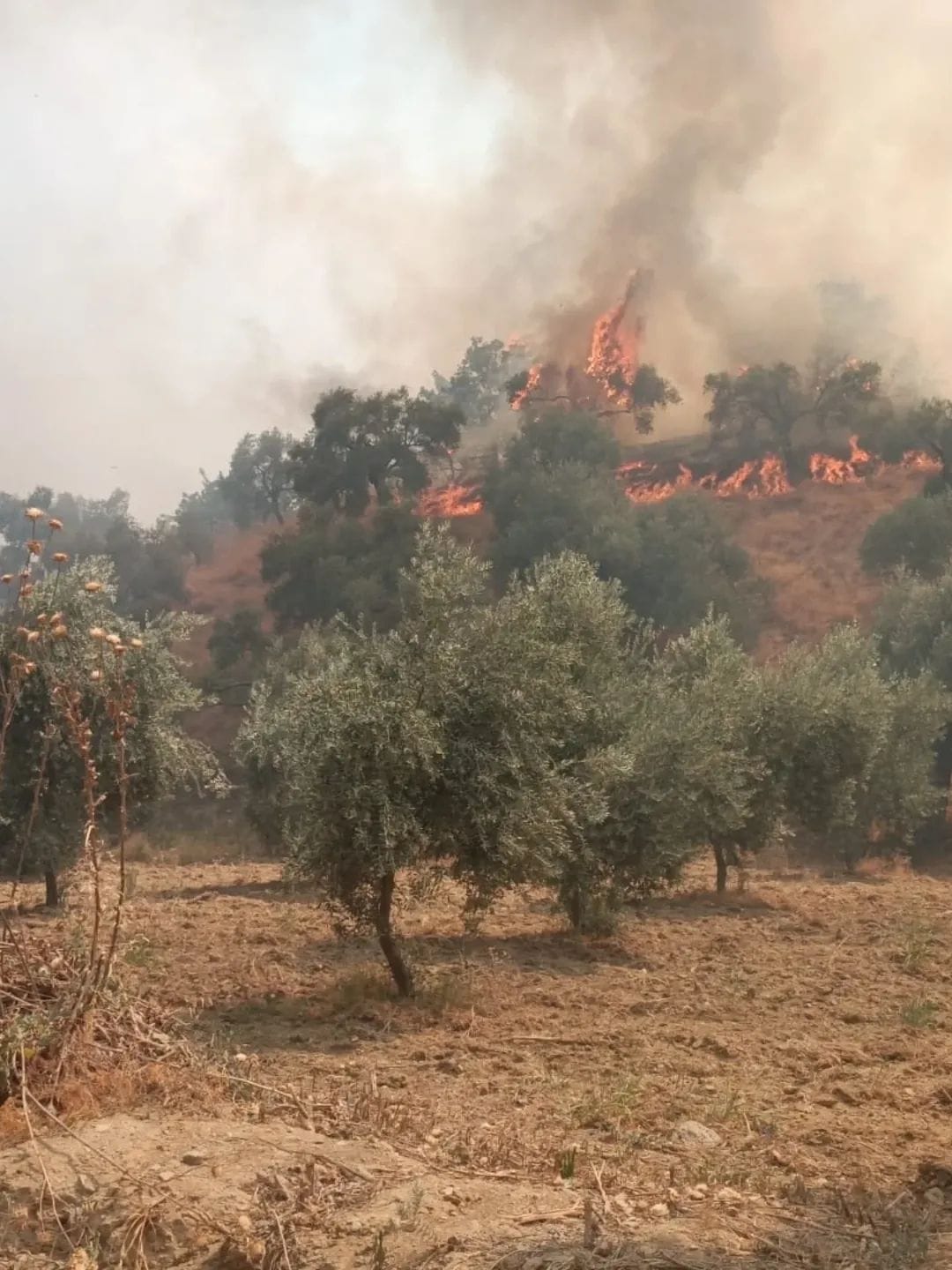 Whatsapp Image 2025 07 27 At 15.34.33