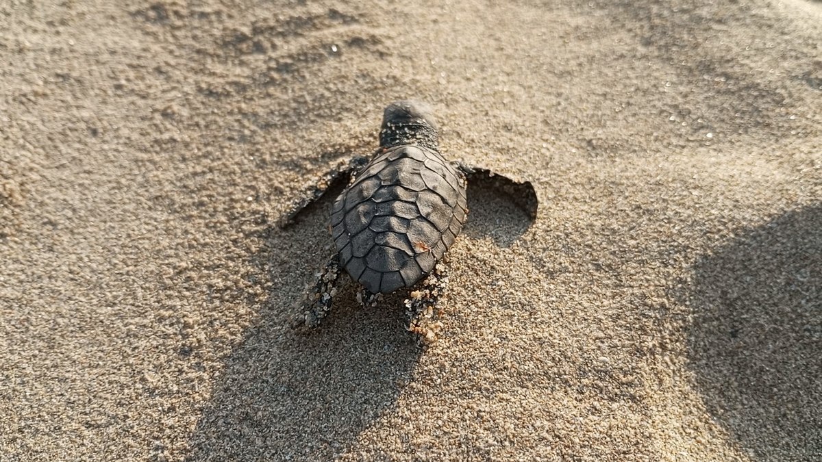 536271470 1203927751774330 8742346526083223098 N