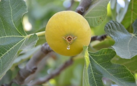 Aydın Denince Akla Ne Gelir İşte Aydın’ın Meşhur Değerleri (1)