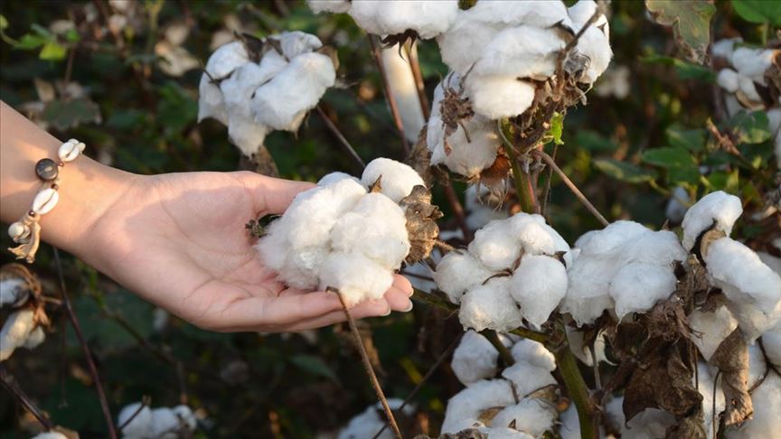 Aydın Denince Akla Ne Gelir İşte Aydın’ın Meşhur Değerleri (4)