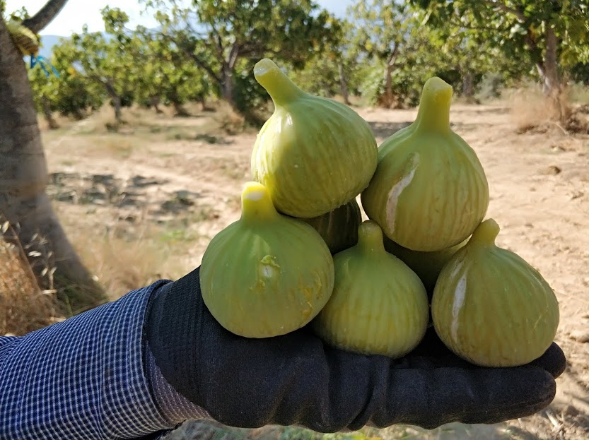 Aydın İnciri Hakkında Merak Edilenler Özellikleri, Fiyatı Ve Kalitesi (2)