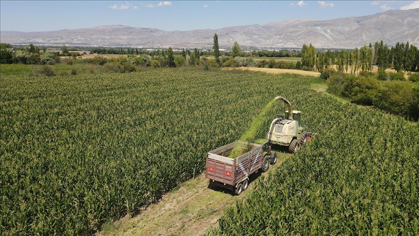 Çiftçiye Ve Besiciye Kazanç Kapısı Silajlık Mısır Üretimi Hızla Artıyor