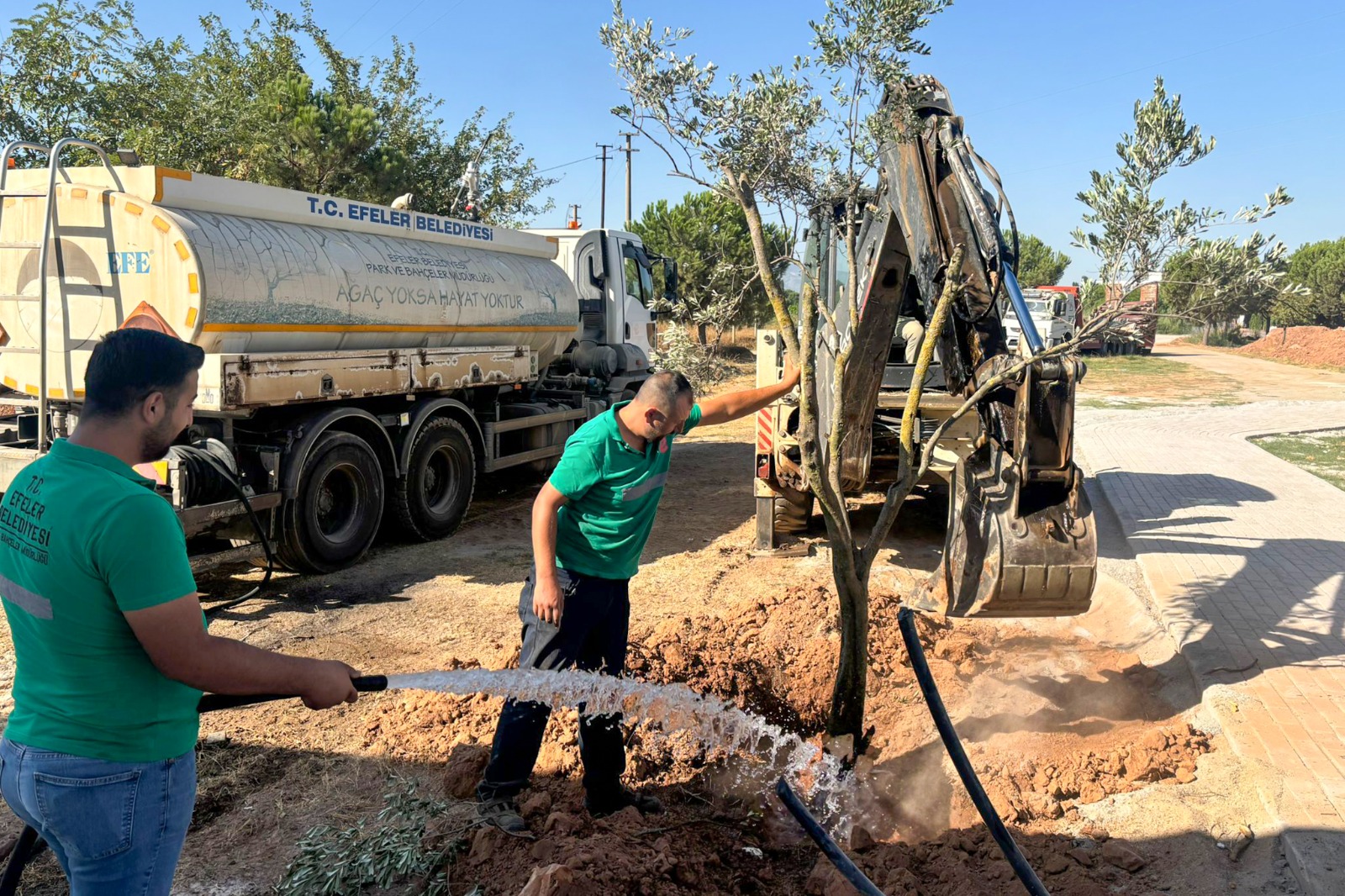 Efeler Belediyesi’nden Örnek Çevre Duyarlılığı Zeytin Ağaçları Taşındı (1)