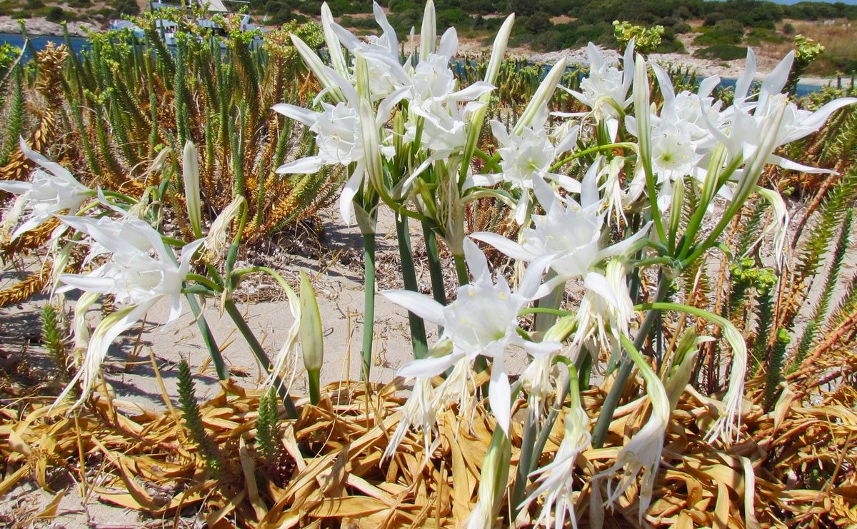 Ege Kıyılarındaki Doğal Miras Tehlikede (1)