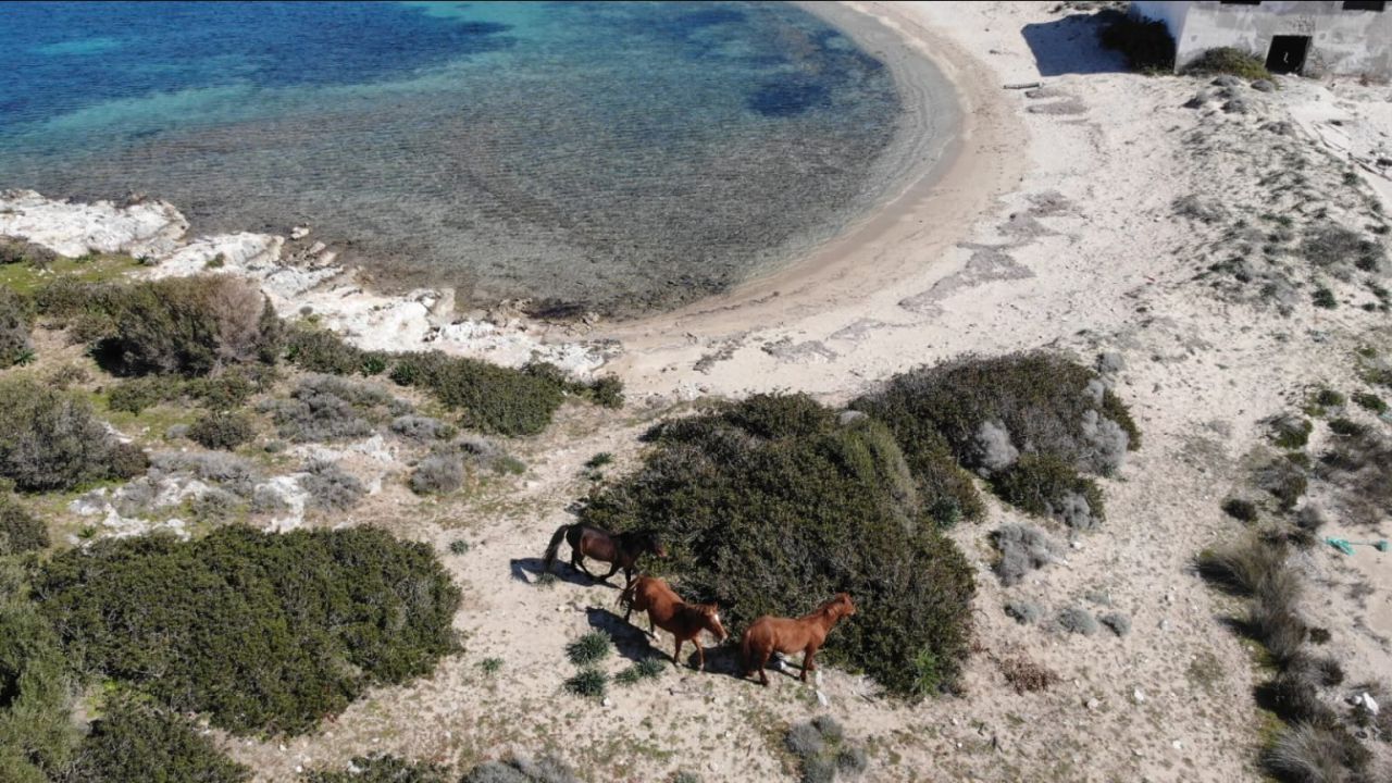 Kuşadası Milli Parkı’nda Jandarmadan Yaban Hayatı Ve Çevre Denetimi