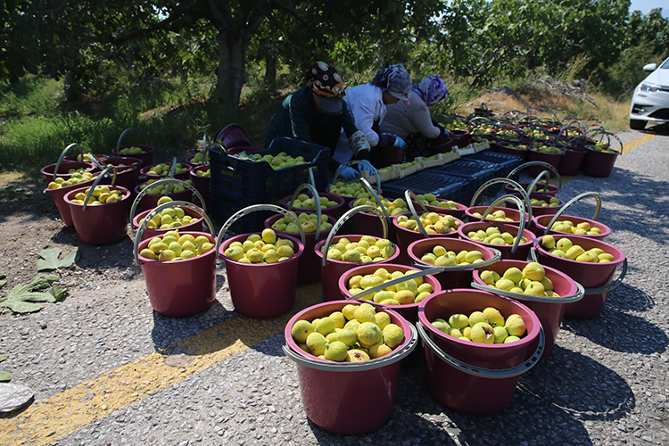Aydın'da incir hasadı başladı mı